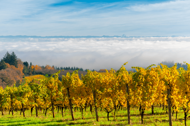 Autumn vineyards and Mt. Hood view in Yamhill County, Oregon wine country, showing agricultural and scenic residential appeal.