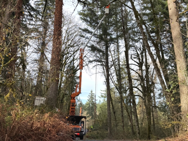 Portland metro area arborist in bucket truck pruning large tree branches. 