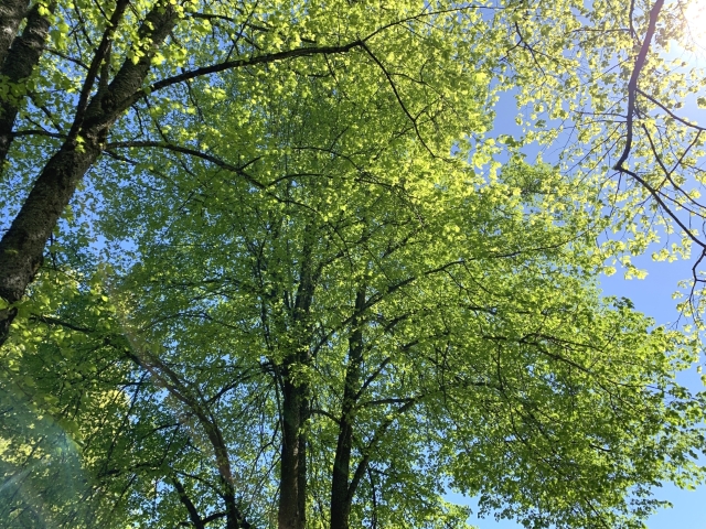 
Summer foliage on a tree in a Portland neighborhood.